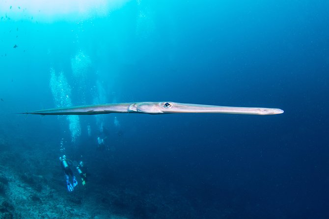 Fun Dive Nusa Penida Bali - For Certified Divers - SD, a northern-coast drift route