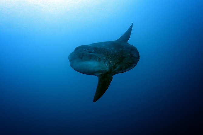 Fun Dive Nusa Penida Bali - For Certified Divers - What the qualification rules mean for you