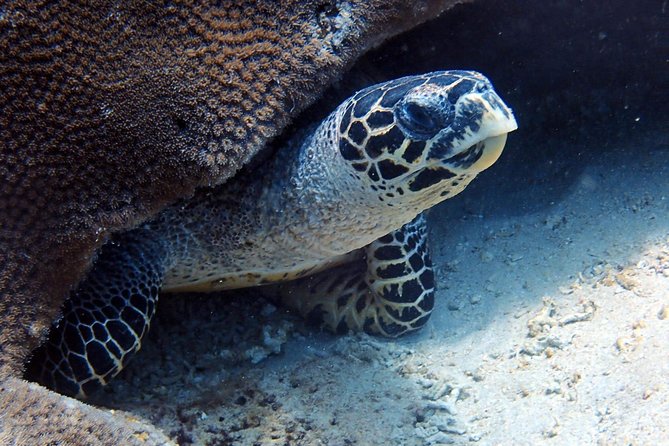 Fun Dive Nusa Penida Bali - For Certified Divers - What the price includes, and where it earns its keep