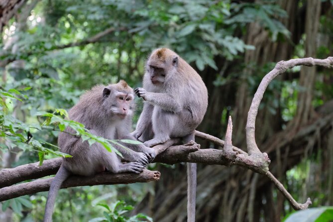 Goa Gajah / Elephant Cave Temple And Ubud Tour - All Inclusive - Ulu Petanu Waterfall for a greener pause