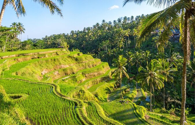 Half Day Bali Tour - Key points before you book
