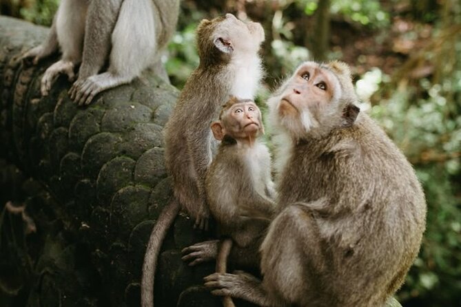 Half Day Private Tour in Ubud - Why this half-day Ubud tour works