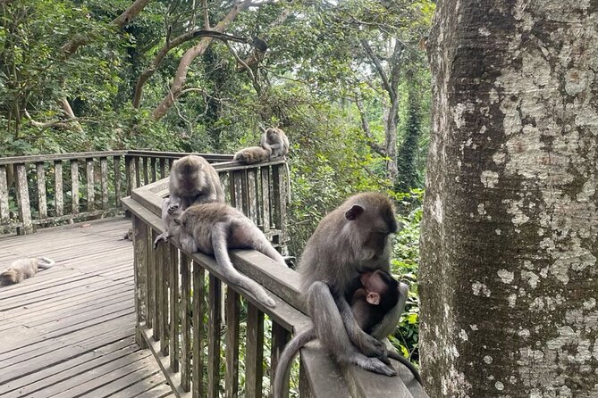 Half Day Private Tour in Ubud - Who should book this experience