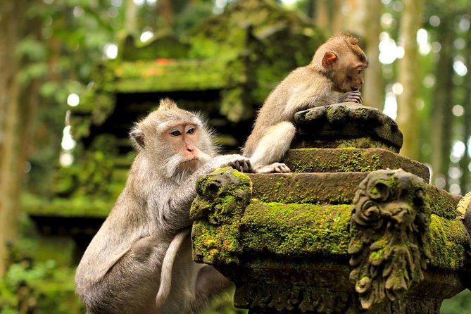 Half Day Ubud Tour: Ubud Unique Spots - Waiting for the white herons in Petulu Village