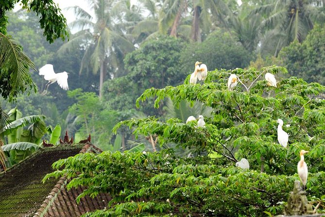 Half Day Ubud Tour: Ubud Unique Spots - What to expect from the macaque encounter