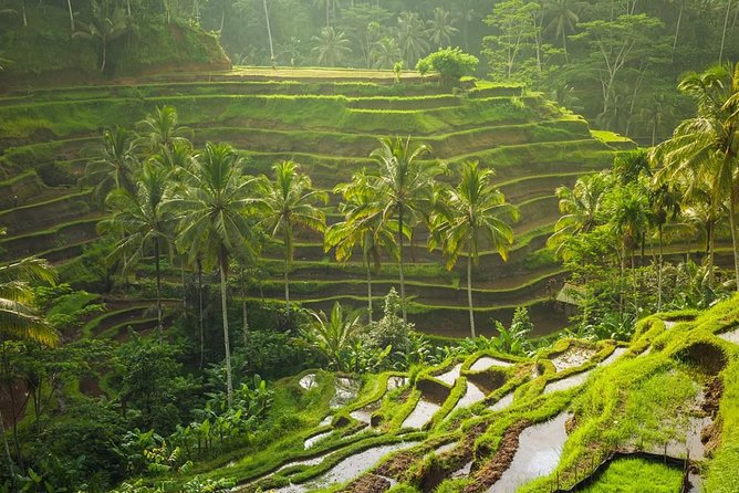 Hire Private Bali Driver - Why a Private Driver Makes Sense in Bali
