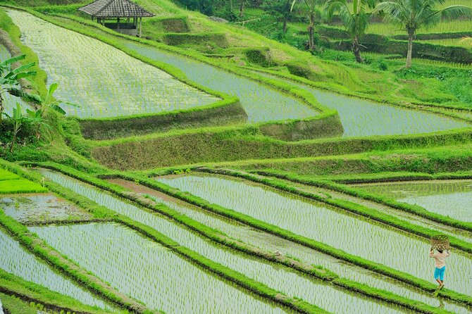Jatiluwih Batukaru Mountain Nature's Best Tour - Craft workshops, coffee, and the tour’s weak spot