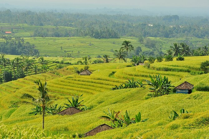 Jatiluwih Batukaru Mountain Nature's Best Tour - Is $61.54 a fair price?