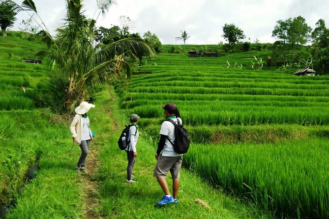 Jatiluwih full day e-bike cycling with lunch & trekking program - A Balinese lunch beside the fields