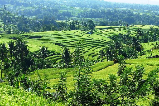 Jatiluwih in detail (1 h. e-bike tour in the rice terraces) - Getting to the meeting point in Senganan