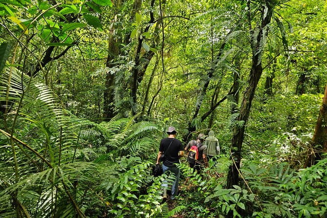 Jungle Trekking at Mt. Batukaru, scenic Waterfall & village life - Why Mount Batukaru makes a good change from southern Bali