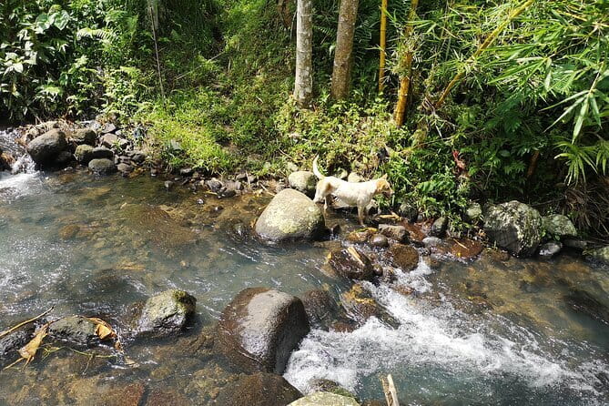 Jungle Trekking at Mt. Batukaru, scenic Waterfall & village life - Rice terraces lead to Balikaru village
