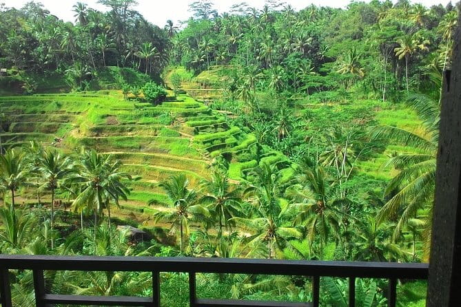 Jungle Trekking at Mt. Batukaru, scenic Waterfall & village life - Farm life, cocoa, coffee, and stingless bees