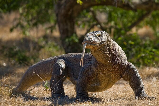 Komodo Island Adventure from Bali (Day Trip) - Why this Bali day trip is worth considering