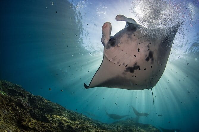 Lembongan Snorkeling at Manta Bay, Crystal Bay and Mangrove - Key points to know before booking
