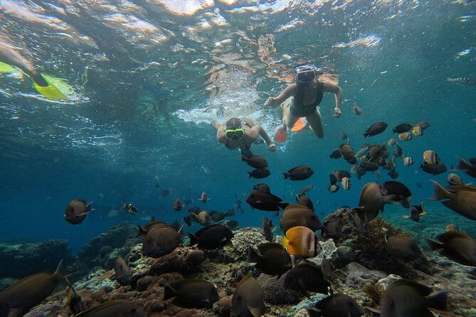 Lembongan Snorkeling at Manta Bay, Crystal Bay and Mangrove - Why the manta search makes this trip worth considering