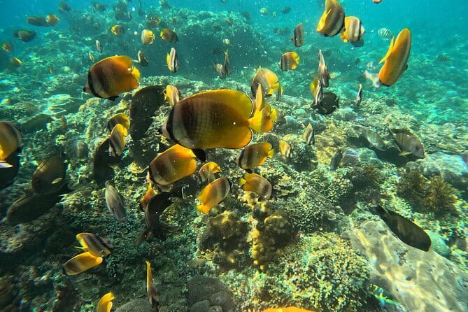 Lembongan Snorkeling at Manta Bay, Crystal Bay and Mangrove - Crystal Bay for clear water, fish, and coral