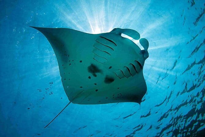 Lembongan Snorkeling at Manta Bay, Crystal Bay and Mangrove - What the included gear and photos mean for you