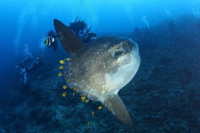 Lembongan Snorkeling at Manta Bay, Crystal Bay and Mangrove - Who will enjoy this outing most