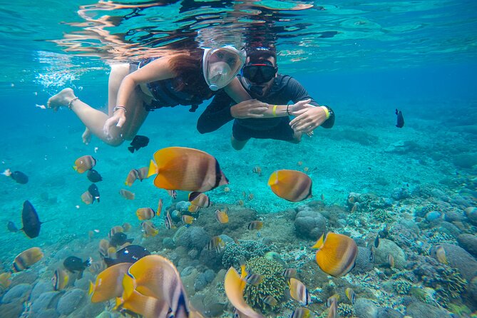 Lovina Dolphin Watching, Swimming, and Snorkeling Experience - Swimming from the boat