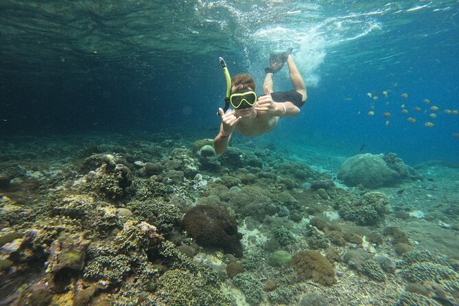 Lovina Dolphin Watching, Swimming, and Snorkeling Experience - Optional lunch or Lake Bratan