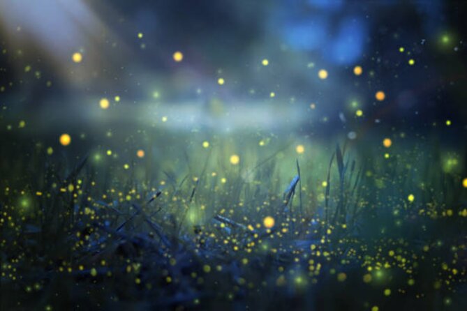 Magical Village Tour & Private Dinner with Fireflies in Bali - Key points to know
