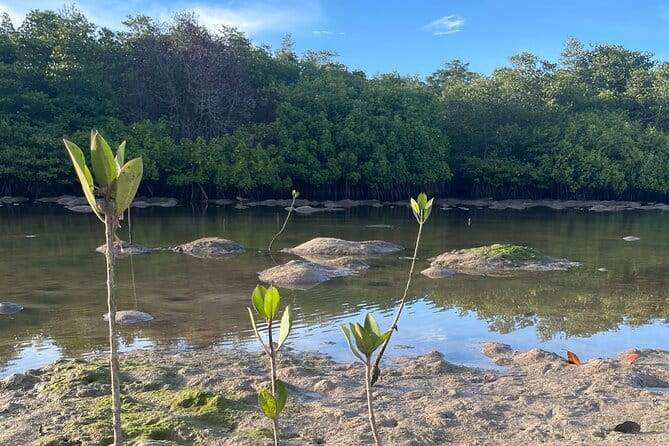 Mangrove Reforestation and Exploration around the Nusa Islands - A boat or canoe finish in the mangrove forest