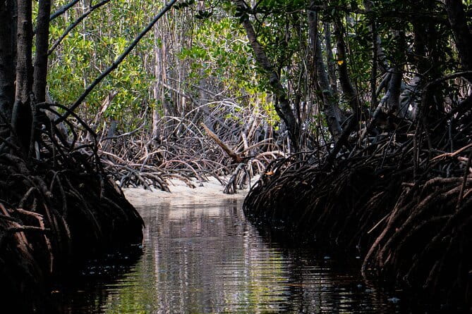 Mangrove Reforestation and Exploration around the Nusa Islands - Starting at Ecotourism Nusa Penida