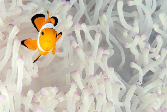 Menjangan island for Certified Scuba Divers full day boat trip, 2 dives + lunch - Biorock Pemuteran adds a second marine stop
