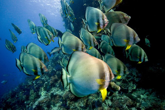 Menjangan island for Certified Scuba Divers full day boat trip, 2 dives + lunch - Who should book this Menjangan trip?