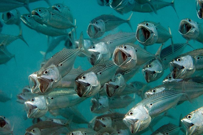 Menjangan island for Certified Scuba Divers full day boat trip, 2 dives + lunch - The 40-minute crossing to Menjangan