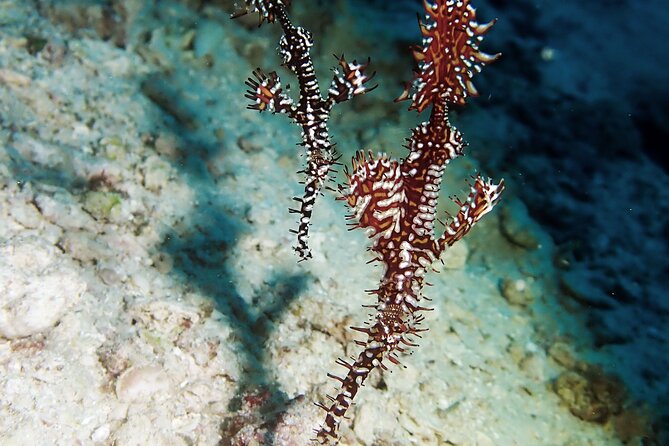 Menjangan island snorkeling full day boat trip - First snorkeling session over coral gardens