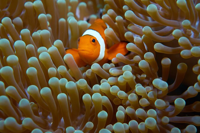 Menjangan island snorkeling full day boat trip - What the $46 price really covers