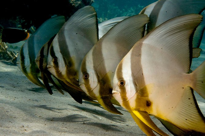 Menjangan island snorkeling full day boat trip - The morning start from Pemuteran