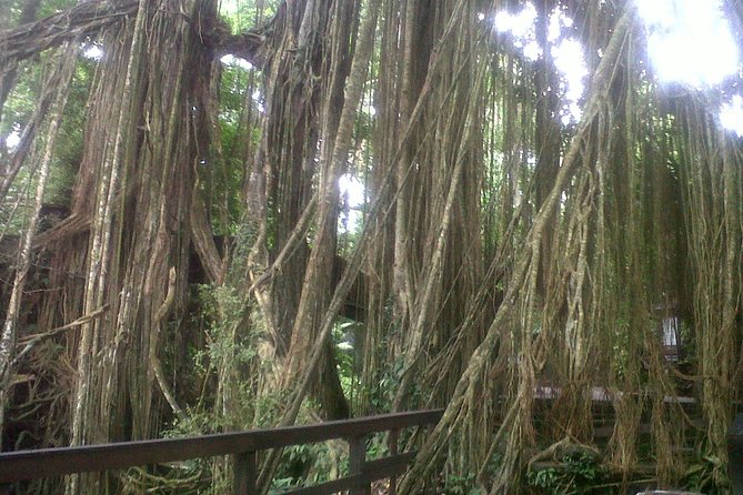 Monkey Forest, Ubud, Waterfall and Rice Terrace - Why this private Ubud day works