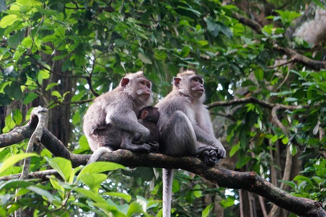 Monkey Forest, Ubud, Waterfall and Rice Terrace - Tegallalang Rice Terrace and the subak system