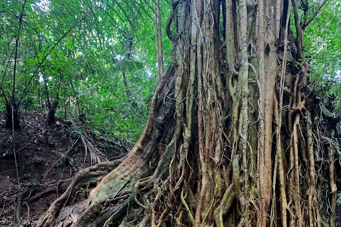 Munduk: Tamblingan jungle trek, waterfall, Ulun Danu temple - Banyumala Twin Waterfalls after the jungle path