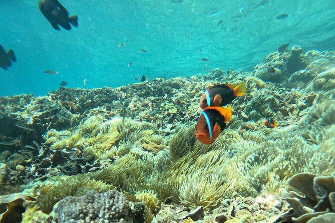 No:#1. Penida Island Tour And Snorkeling With Manta - Manta Bay and the search for large rays