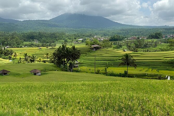 North Bali Nature Escape Rice Terraces, Temples & Waterfall - What the private car changes