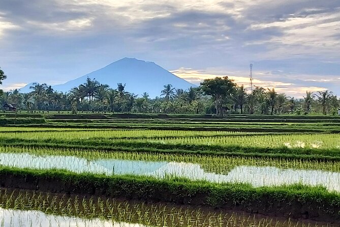 North Bali Private Tour - All Inclusive - Jatiluwih’s 700 hectares of rice terraces