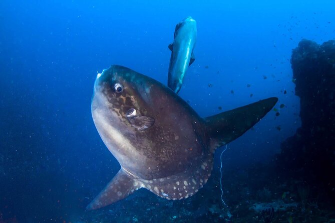 Nusa Penida 3 Fun Dives Boat Trip (For Certified Divers) - Three Nusa Penida sites, one flexible route