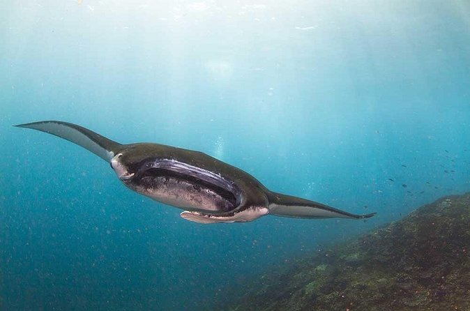 Nusa Penida 3 Fun Dives Boat Trip (For Certified Divers) - Lunch on shore, then a third tank
