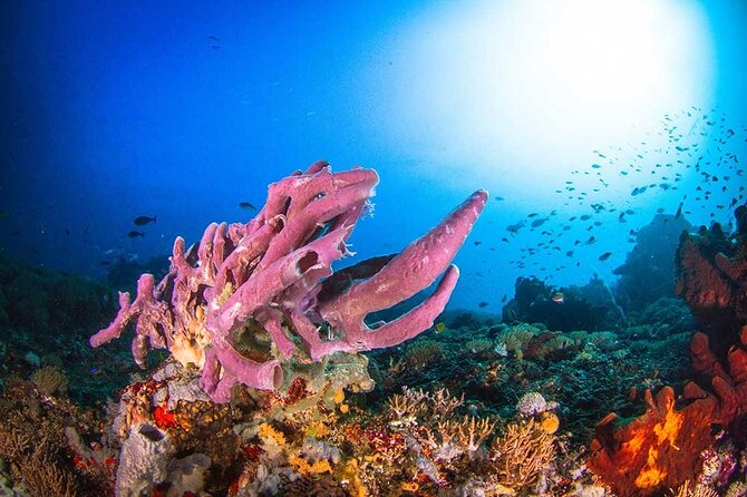 Nusa Penida 3 Fun Dives Boat Trip (For Certified Divers) - Why the four-person limit matters