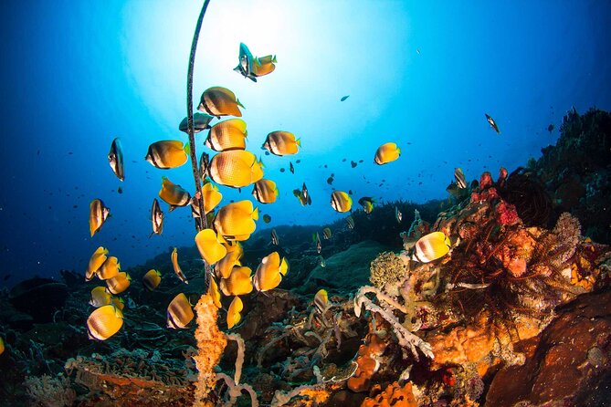 Nusa Penida 3 Fun Dives Boat Trip (For Certified Divers) - Safety and the role of conditions