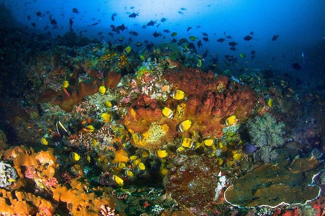 Nusa Penida 3 Fun Dives Boat Trip (For Certified Divers) - The morning begins at Purple Dive Penida