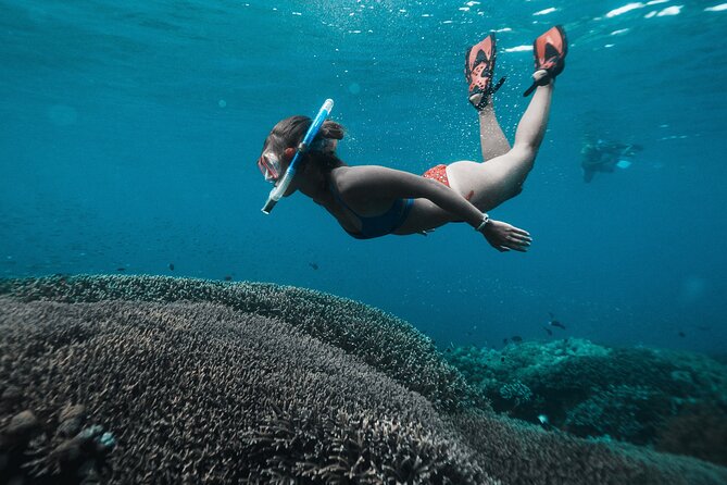Nusa Penida day trip: boat, 4 snorkeling, Manta rays & Land tour - Mangrove Point, a gentle start near Nusa Lembongan