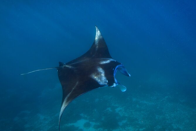 Nusa Penida day trip: boat, 4 snorkeling, Manta rays & Land tour - SD Point and Wall Bay, coral gardens with different moods