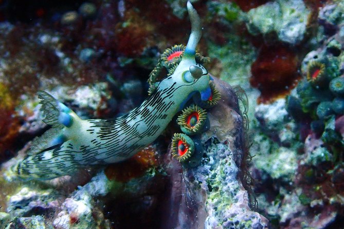 Nusa Penida Day Trip for 3 dives - Three underwater sessions with different rewards