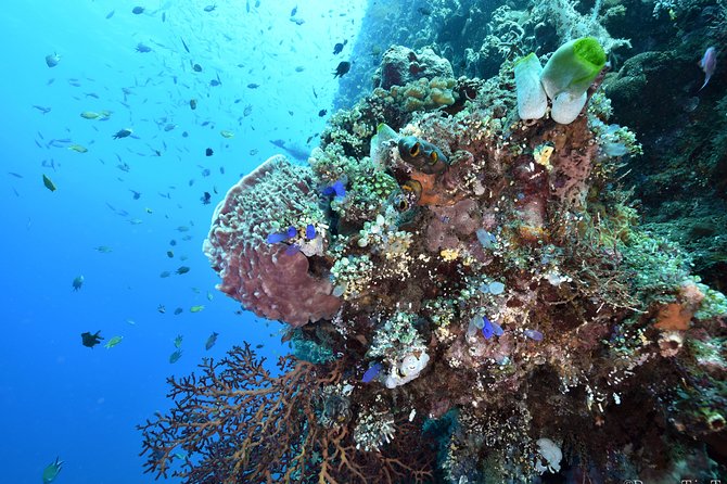 Nusa Penida Day Trip for 3 dives - Mantas, mola-mola, and the smaller creatures