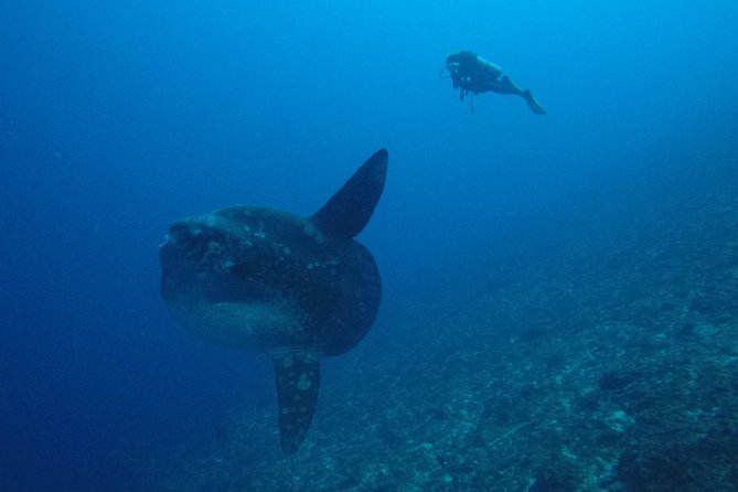 Nusa Penida Day Trip for 3 dives - Current, cold water, and the fitness requirement